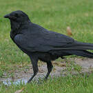 Petit Corbeau