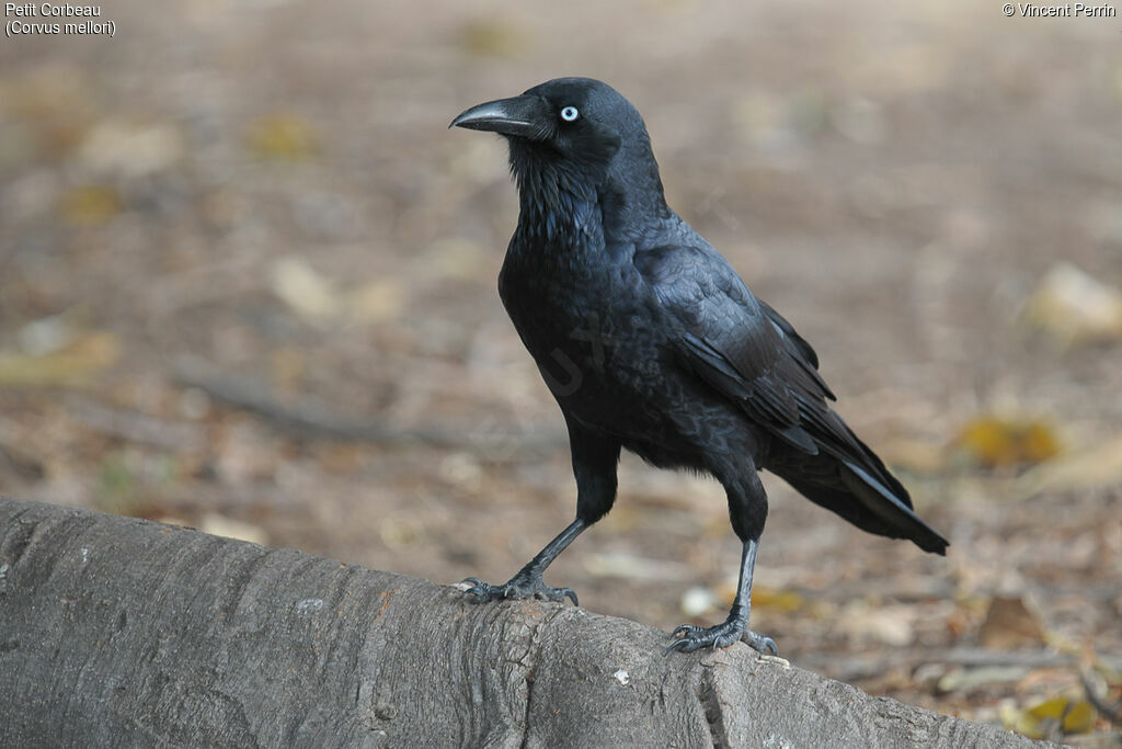 Little Ravenadult