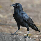 Petit Corbeau