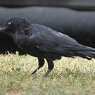 Petit Corbeau