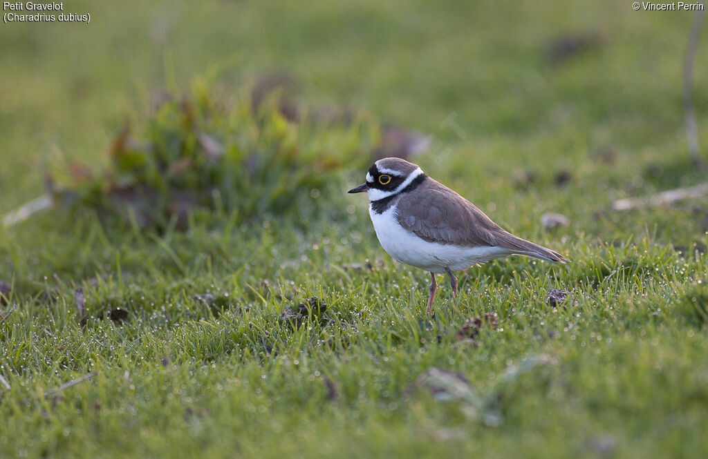 Little Ringed Ploveradult