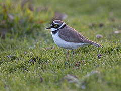 Little Ringed Plover