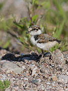 Little Ringed Plover