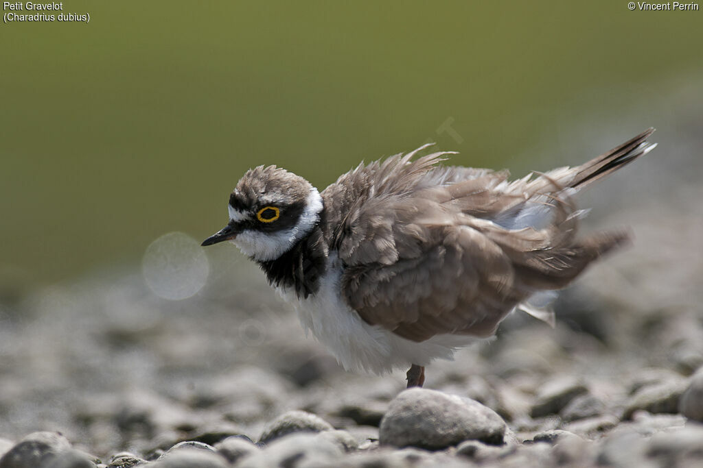 Little Ringed Ploveradult