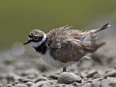 Little Ringed Plover