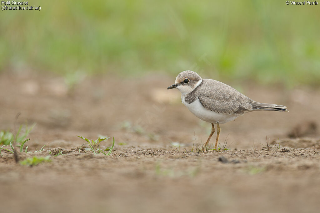 Little Ringed PloverFirst year