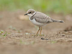 Little Ringed Plover