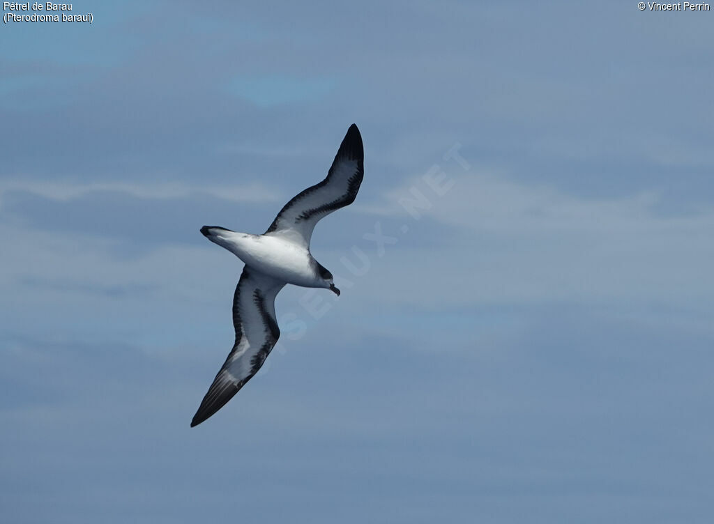 Barau's Petreladult, Flight