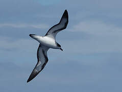 Barau's Petrel