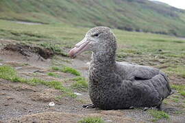 Northern Giant Petrel