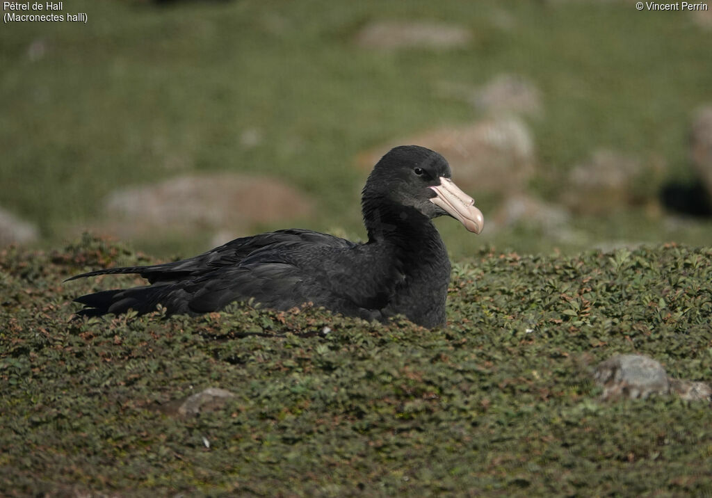 Northern Giant Petrel