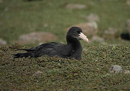 Northern Giant Petrel