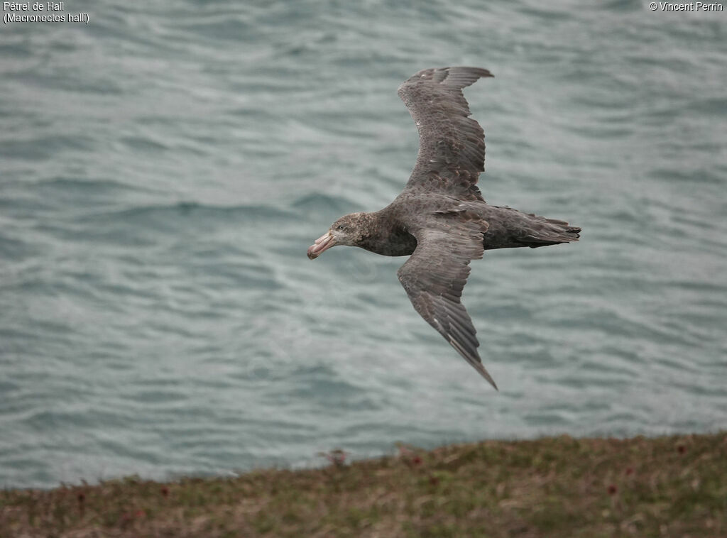 Northern Giant Petrel