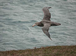 Northern Giant Petrel