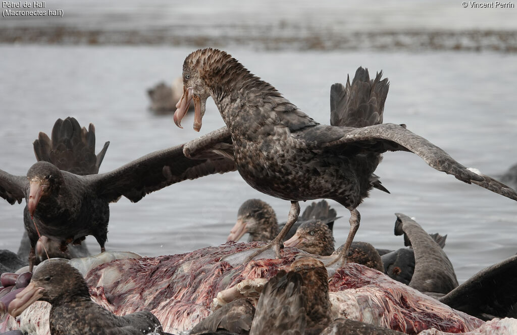 Northern Giant Petrel