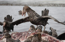 Northern Giant Petrel