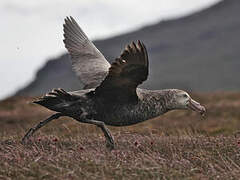 Northern Giant Petrel