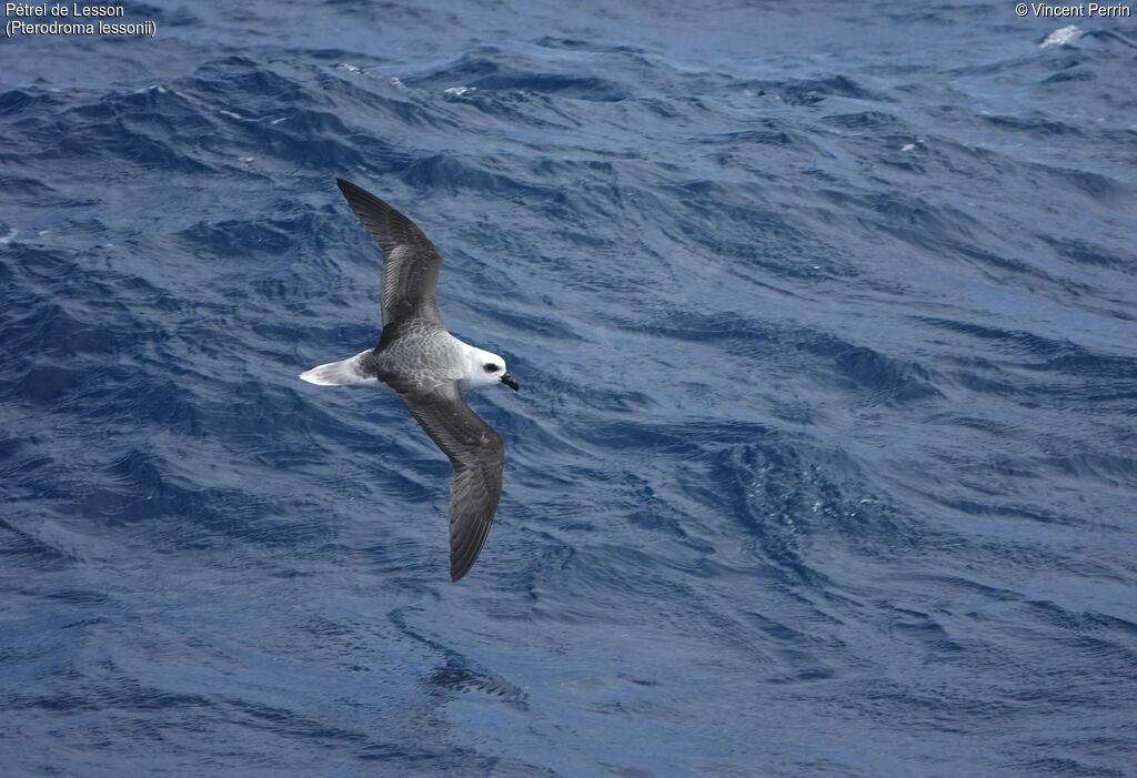 White-headed Petrel