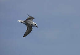 White-headed Petrel