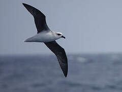 White-headed Petrel