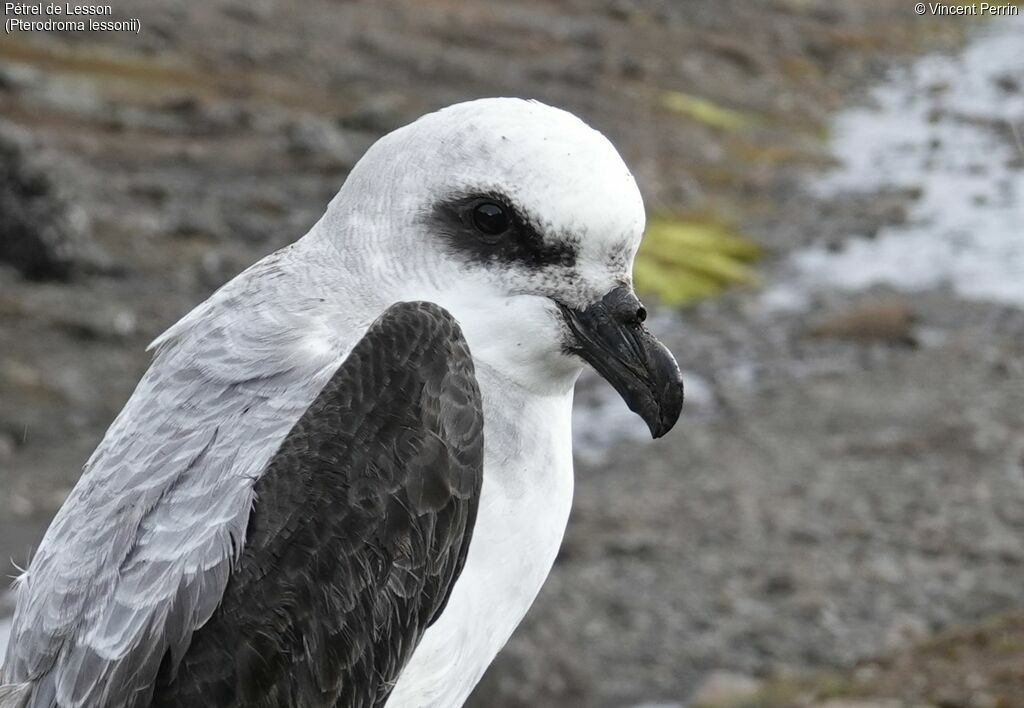 White-headed Petrel