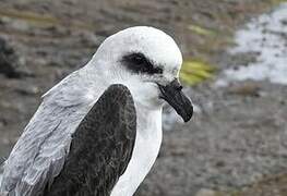 White-headed Petrel