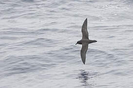 Great-winged Petrel