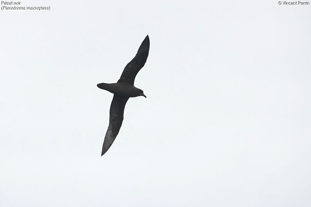 Great-winged Petrel, Flight