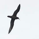Pétrel noir