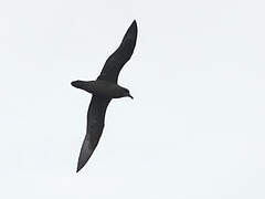 Great-winged Petrel