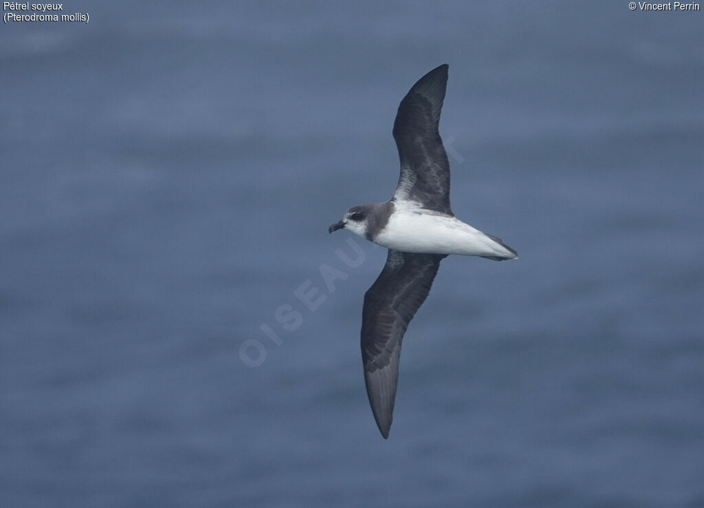 Soft-plumaged Petrel, Flight