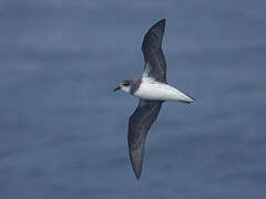 Soft-plumaged Petrel