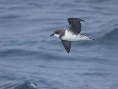 Soft-plumaged Petrel