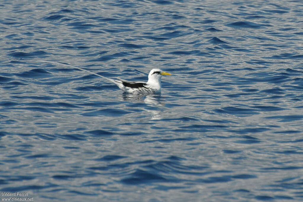 White-tailed Tropicbirdadult, habitat, swimming