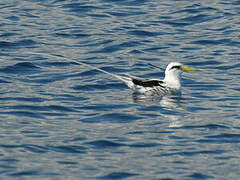 White-tailed Tropicbird