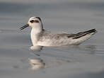 Phalarope à bec large