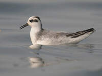 Phalarope à bec large