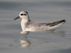 Red Phalarope