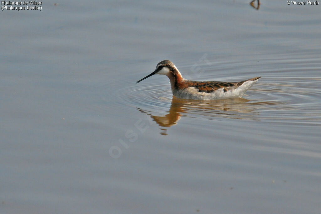 Phalarope de Wilson mâle adulte