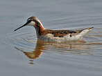 Phalarope de Wilson