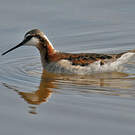 Phalarope de Wilson