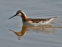 Phalarope de Wilson