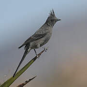 Phainopepla