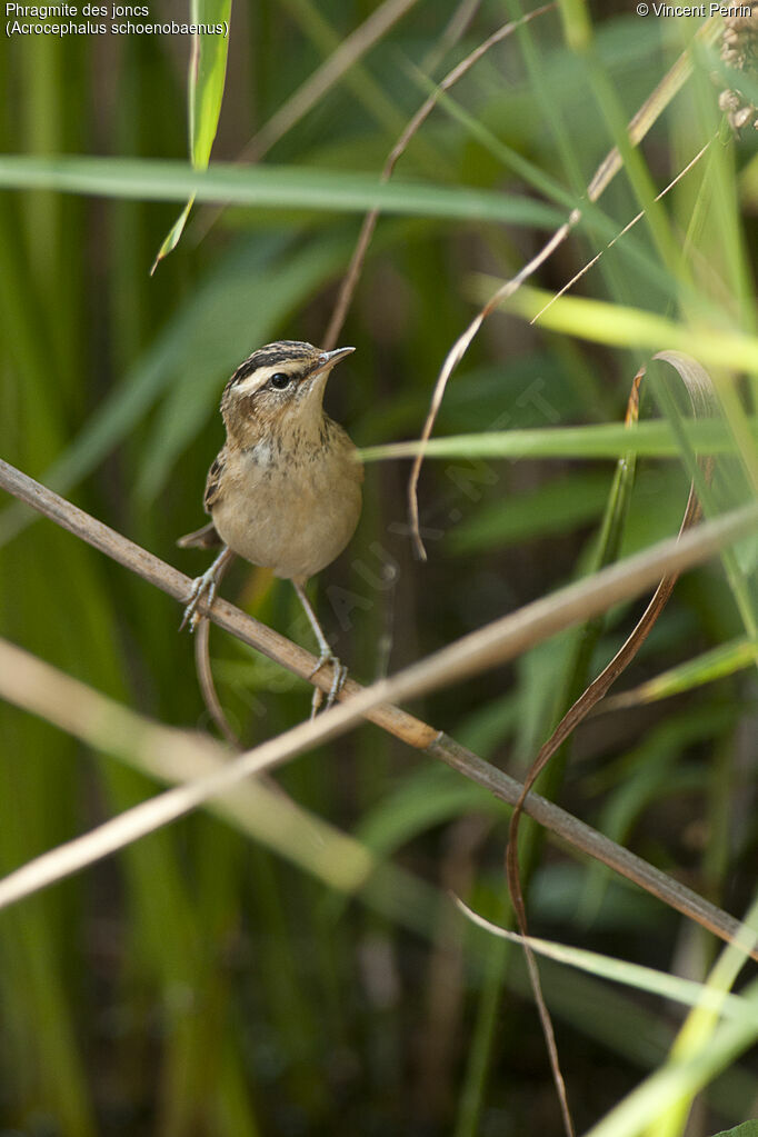 Phragmite des joncs