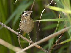 Sedge Warbler