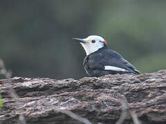 White-headed Woodpecker