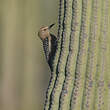 Pic des saguaros