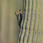 Pic des saguaros