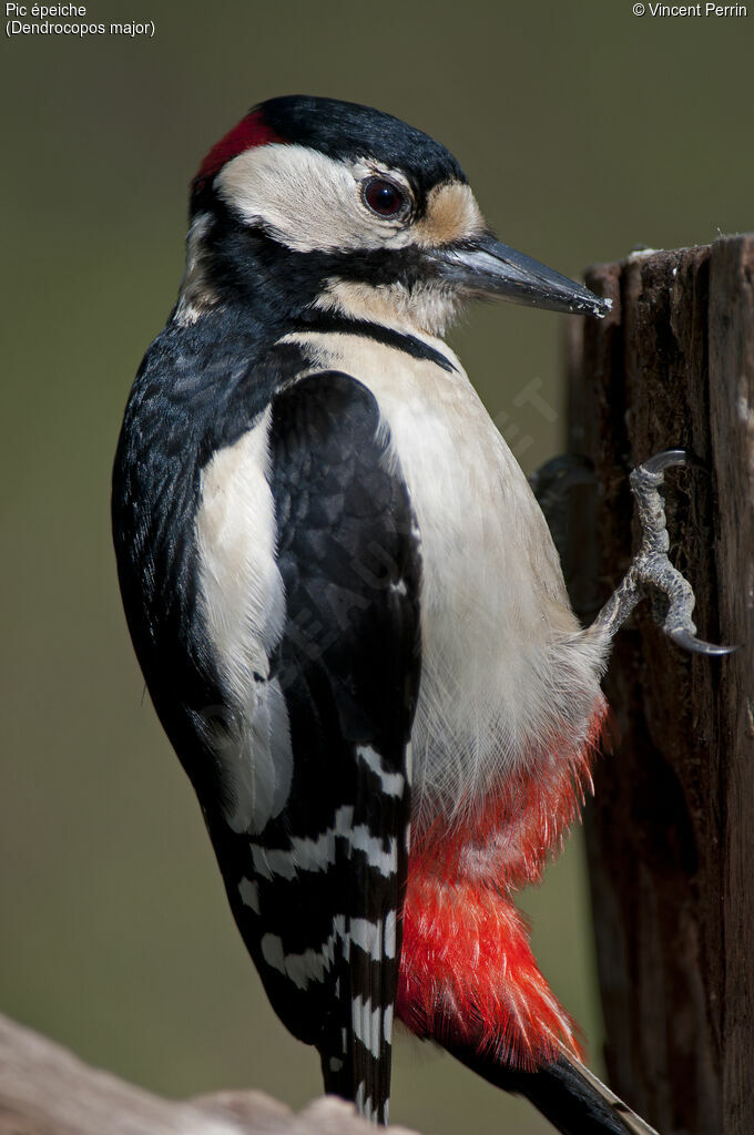 Great Spotted Woodpecker male adult, close-up portrait