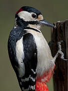 Great Spotted Woodpecker